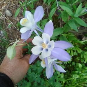 Meet your Posher, Ann